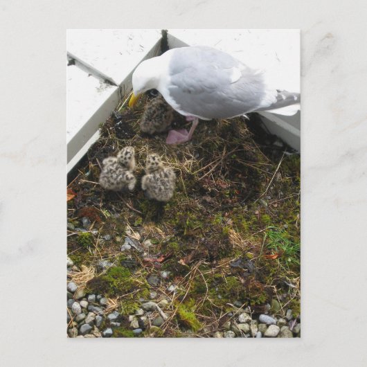 Ein Tag alte Hühnchen Postkarte (Vorderseite)