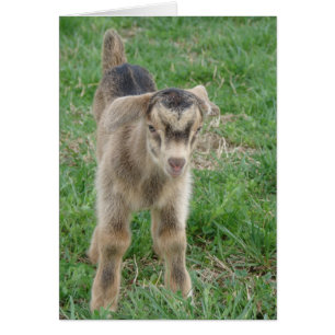 Ein Tag alte Thunder-Jede Anlässe