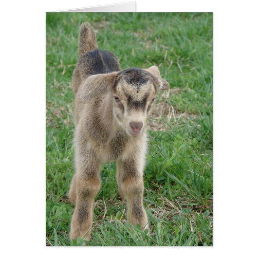 Ein Tag alte Thunder-Jede Anlässe (Vorne)