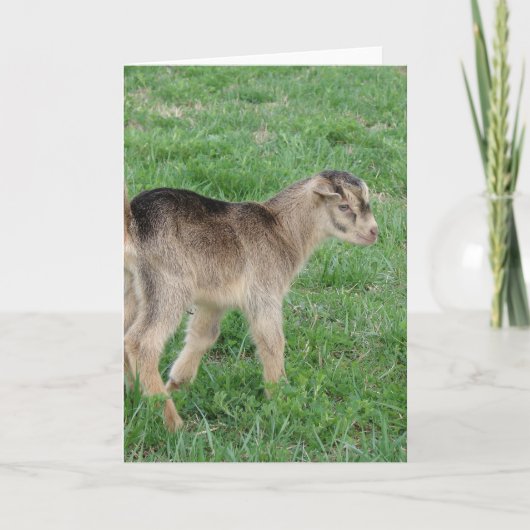 Ein Tag alter Donner Karte (Vorderseite)