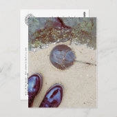 "Ein Tag am Meer" - Hufeisenkrebse Postkarte (Vorne/Hinten)