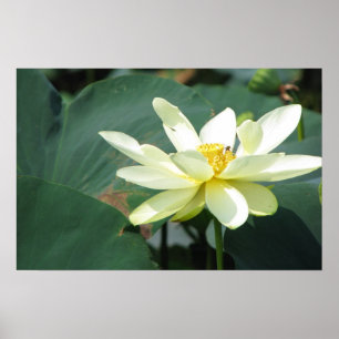 Ein Tag bei der Pond-Serie Poster