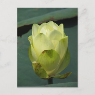 Ein Tag bei der Pond-Serie Postkarte