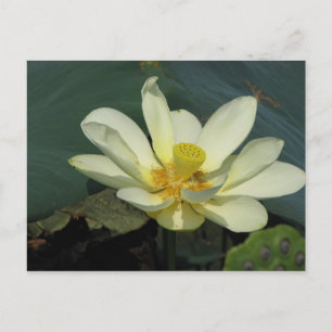 Ein Tag bei der Pond-Serie Postkarte