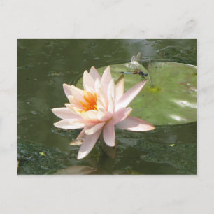 Ein Tag bei der Pond-Serie Postkarte