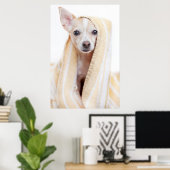 Ein Tan und ein weißer Chihuahua sitzen unter eine Poster (Heimbüro)