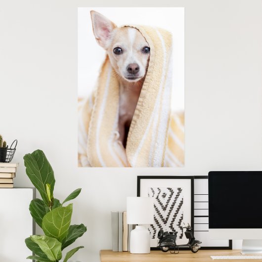 Ein Tan und ein weißer Chihuahua sitzen unter eine Poster (Heimbüro)