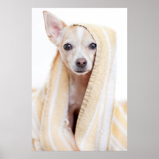 Ein Tan und ein weißer Chihuahua sitzen unter eine Poster (Vorne)