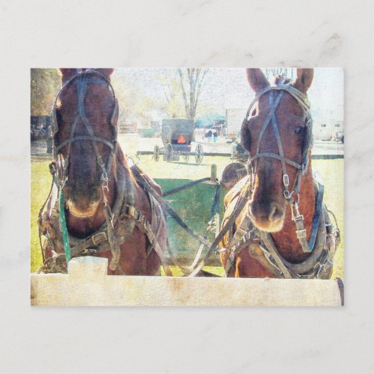 Ein Team mit zwei Pferden Postkarte (Vorderseite)