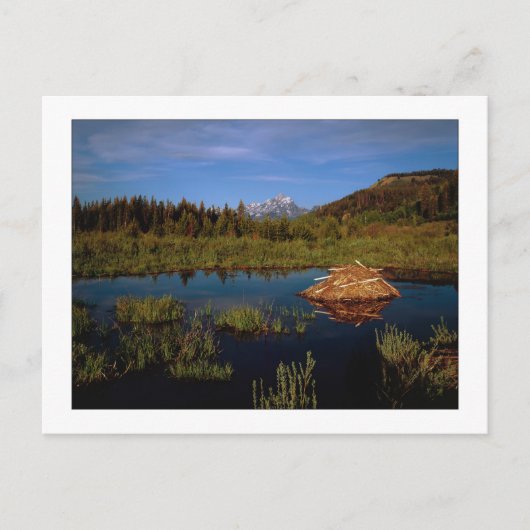 "Ein Teton-Sommer" Postkarte (Vorderseite)