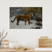 Ein Tiger, der im Schnee von Hugo Ungewitter prowl Poster (Küche)