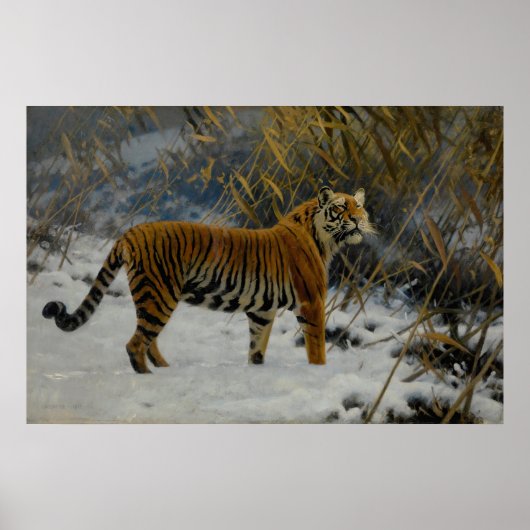 Ein Tiger, der im Schnee von Hugo Ungewitter prowl Poster (Vorne)