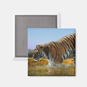 Ein Tiger, der ins Wasser geht Magnet (Vorderseite/Rückseite)