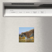 Ein Tiger, der ins Wasser geht Magnet (In Situ (Geschirrspüler))