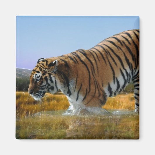 Ein Tiger, der ins Wasser geht Magnet (Vorne)
