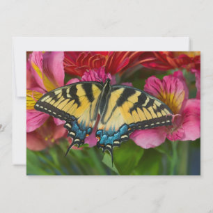 Ein Tiger-Frack-Schmetterling Dankeskarte