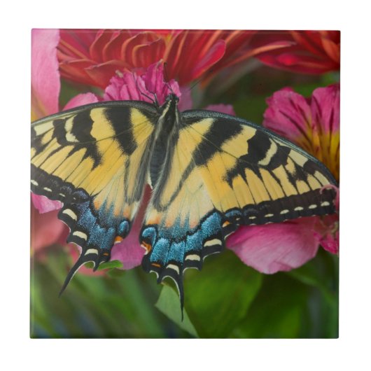 Ein Tiger-Frack-Schmetterling Fliese (Vorderseite)