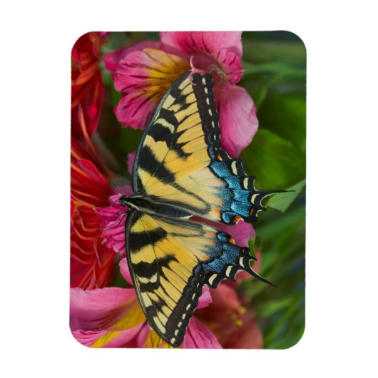 Ein Tiger-Frack-Schmetterling Magnet (Vertikal)