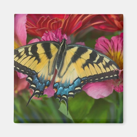 Ein Tiger-Frack-Schmetterling Magnet (Vorne)