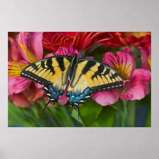 Ein Tiger-Frack-Schmetterling Poster (Vorne)