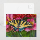 Ein Tiger-Frack-Schmetterling Postkarte (Vorne/Hinten)