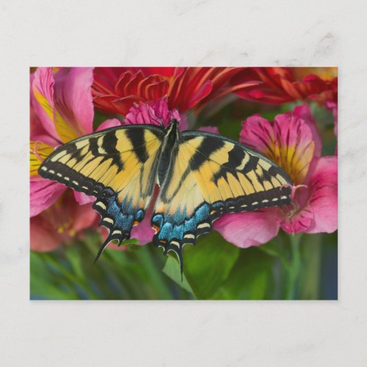 Ein Tiger-Frack-Schmetterling Postkarte (Vorderseite)