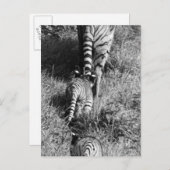 Ein Tiger mit ihren zwei Jungs im Whipsnade Zoo. Postkarte (Vorne/Hinten)