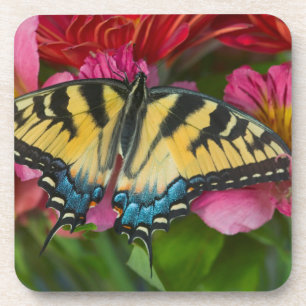 Ein Tiger Swallowtail Schmetterling Getränkeuntersetzer