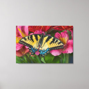 Ein Tiger Swallowtail Schmetterling Leinwanddruck