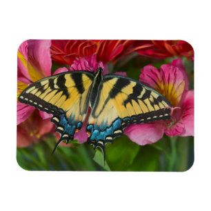 Ein Tiger Swallowtail Schmetterling Magnet