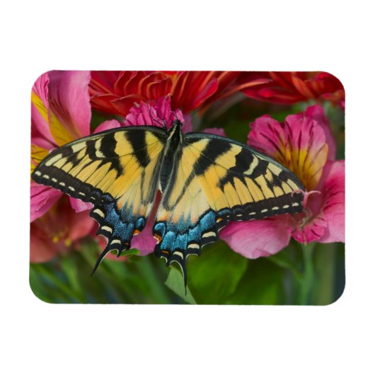 Ein Tiger Swallowtail Schmetterling Magnet (Horizontal)