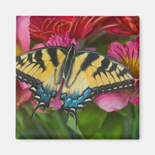 Ein Tiger Swallowtail Schmetterling Magnet