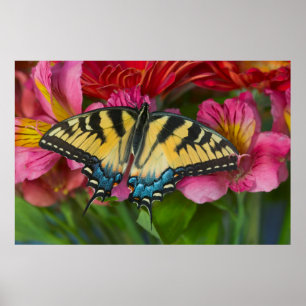 Ein Tiger Swallowtail Schmetterling Poster