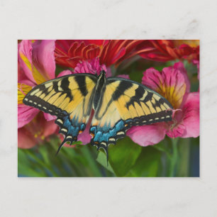 Ein Tiger Swallowtail Schmetterling Postkarte