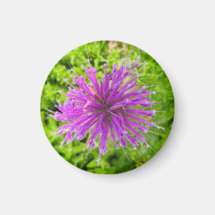 Ein Tipp zum Z "Fuschia Burst Floral"-Magneten Magnet