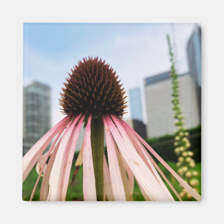 Ein Tipp zum Z-Magneten "Rosa und Weiße Blüte" Magnet