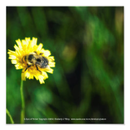 Ein Topf Gelb Fotodruck