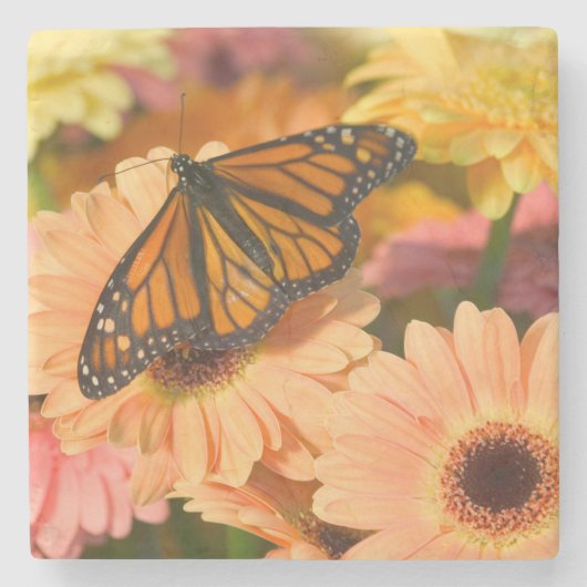Ein Trauer-Mantel-Schmetterling Steinuntersetzer (Vorderseite)