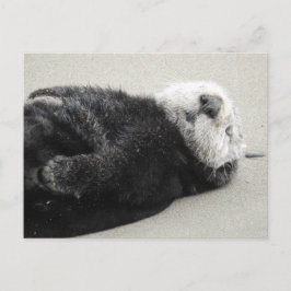 Ein traumhafter Otter Postkarte