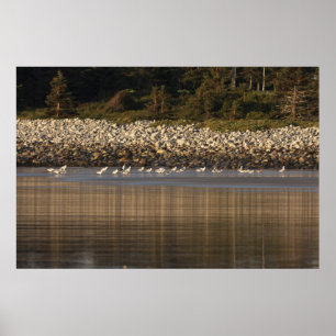 Ein Treffen von Minds und Feathers Fine Art Print Poster