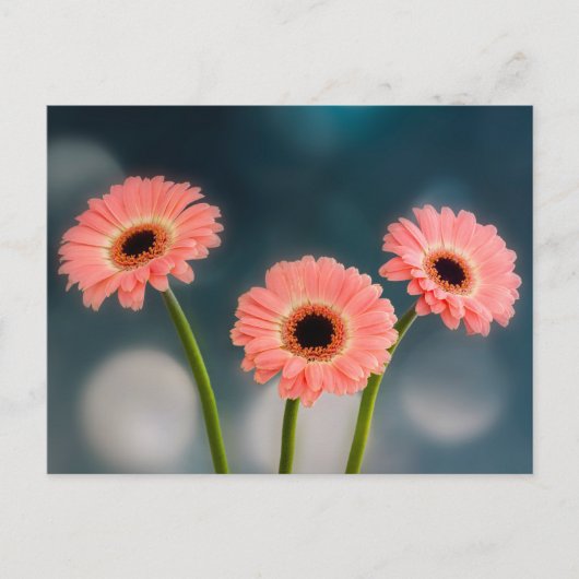 Ein Trio der rosa Gerberas Postkarte (Vorderseite)