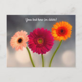 Ein Trio von Gerberas Postcard Postkarte (Vorderseite)