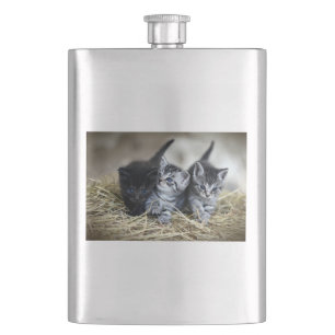 Ein Trio von Kittens Nesseled Flachmann