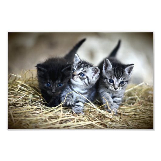 Ein Trio von Kittens Nesseled Fotodruck (Vorne)