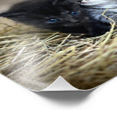 Ein Trio von Kittens Nesseled Fotodruck (Ecke)