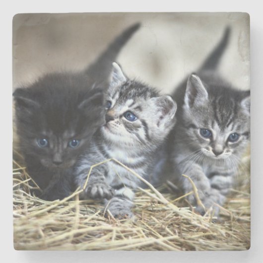 Ein Trio von Kittens Nesseled Steinuntersetzer (Vorderseite)