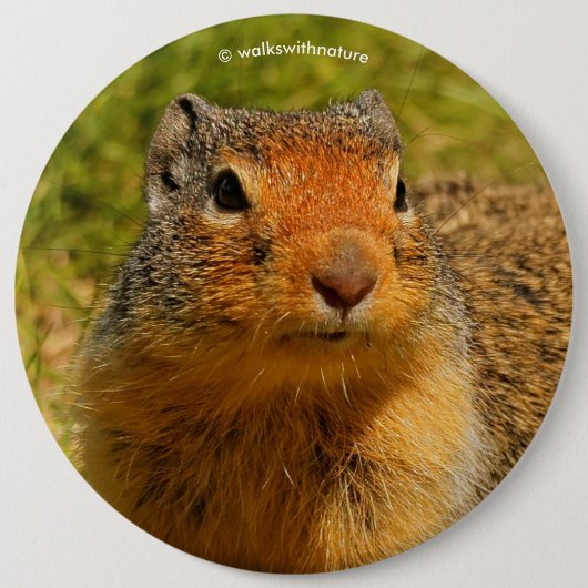 Ein Twitscherstäbchen-Eichhörnchen aus der Columbi Button (Vorderseite)