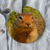 Ein Twitscherstäbchen-Eichhörnchen aus der Columbi Button (Beispiel)