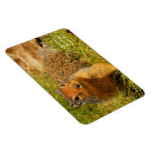 Ein Twitscherstäbchen-Eichhörnchen aus der Columbi Magnet (Rechte Seite)