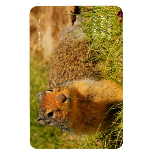 Ein Twitscherstäbchen-Eichhörnchen aus der Columbi Magnet (Vertikal)